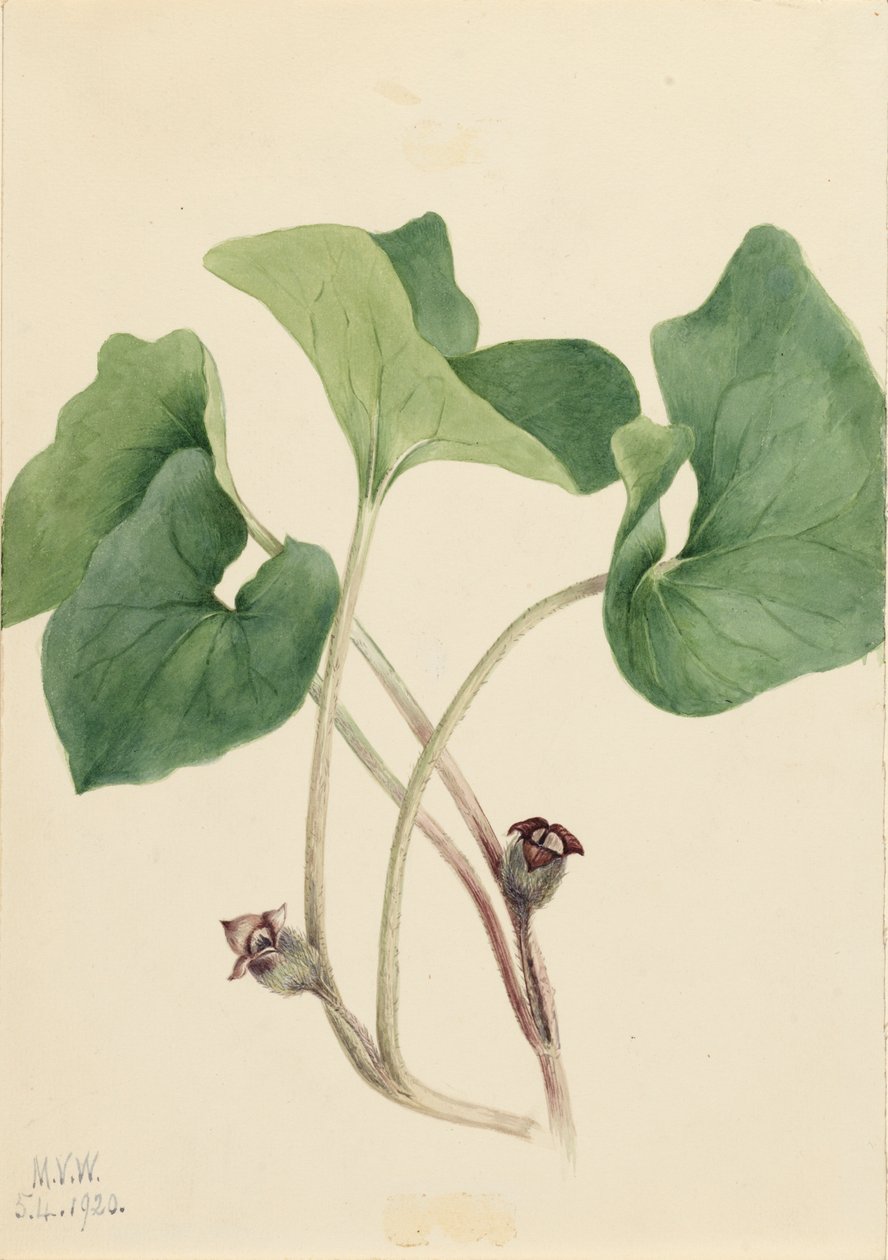 Canada Wild Ginger Asarum canadense, 1920. de Mary Vaux Walcott