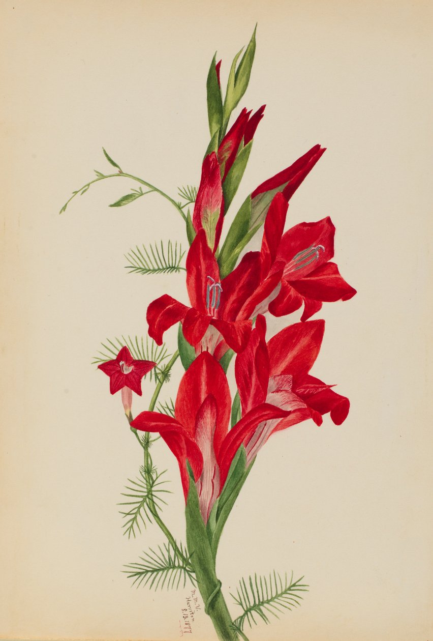 Cannas e Cypress Vine Canna species e Ipomoea quamoclit, 1877. de Mary Vaux Walcott