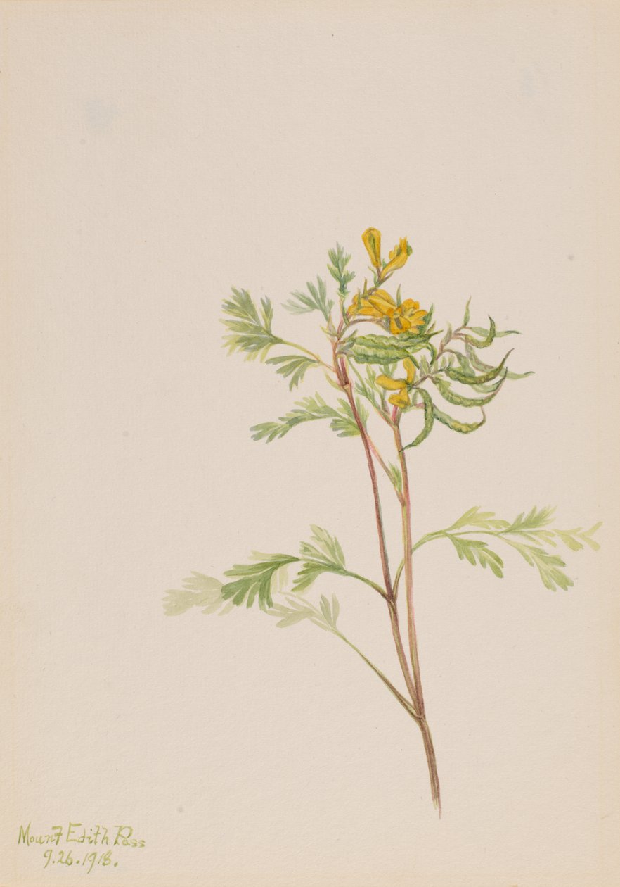 Capnoides aureum, 1918. de Mary Vaux Walcott