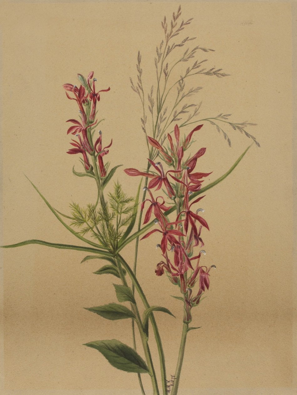 Flor de cardeal (Lobelia cardinalis) de Mary Vaux Walcott