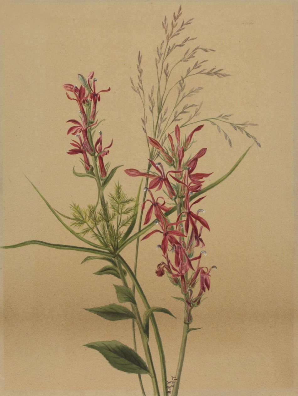 Cardinal Flower Lobelia cardinalis, 1878. de Mary Vaux Walcott