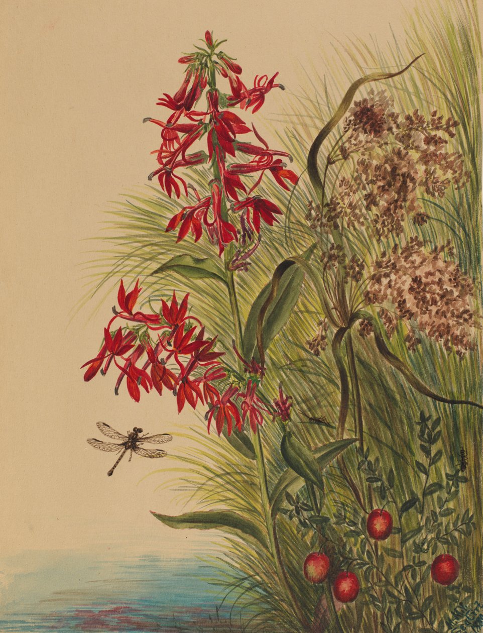 Cardinal Flower Lobelia cardinalis, 1880. de Mary Vaux Walcott