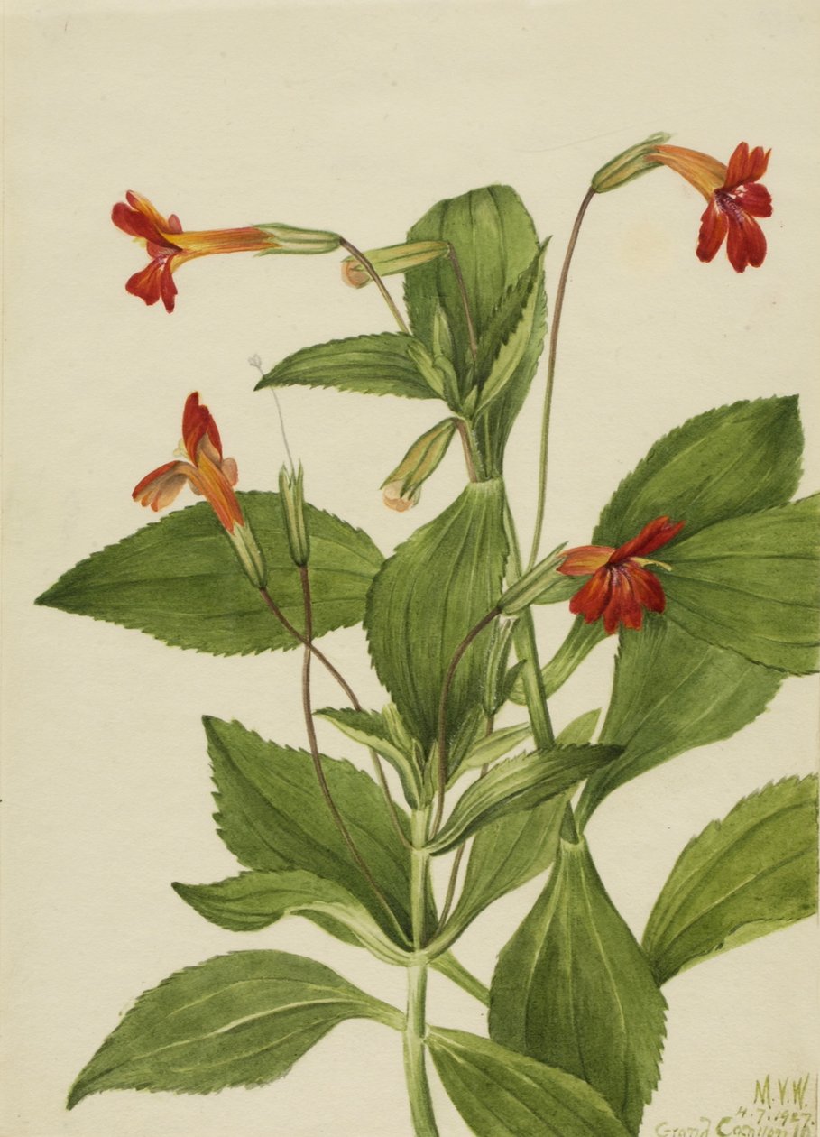 Flor de macaco cardeal (Mimulus cardinalis) de Mary Vaux Walcott