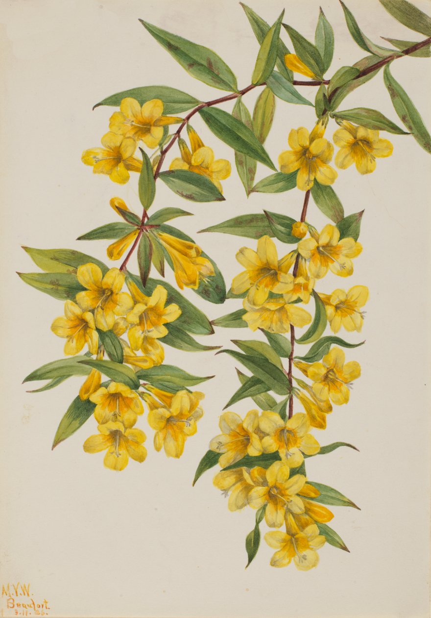 Carolina Jessamine Gelsemium sempervirens, 1926. de Mary Vaux Walcott
