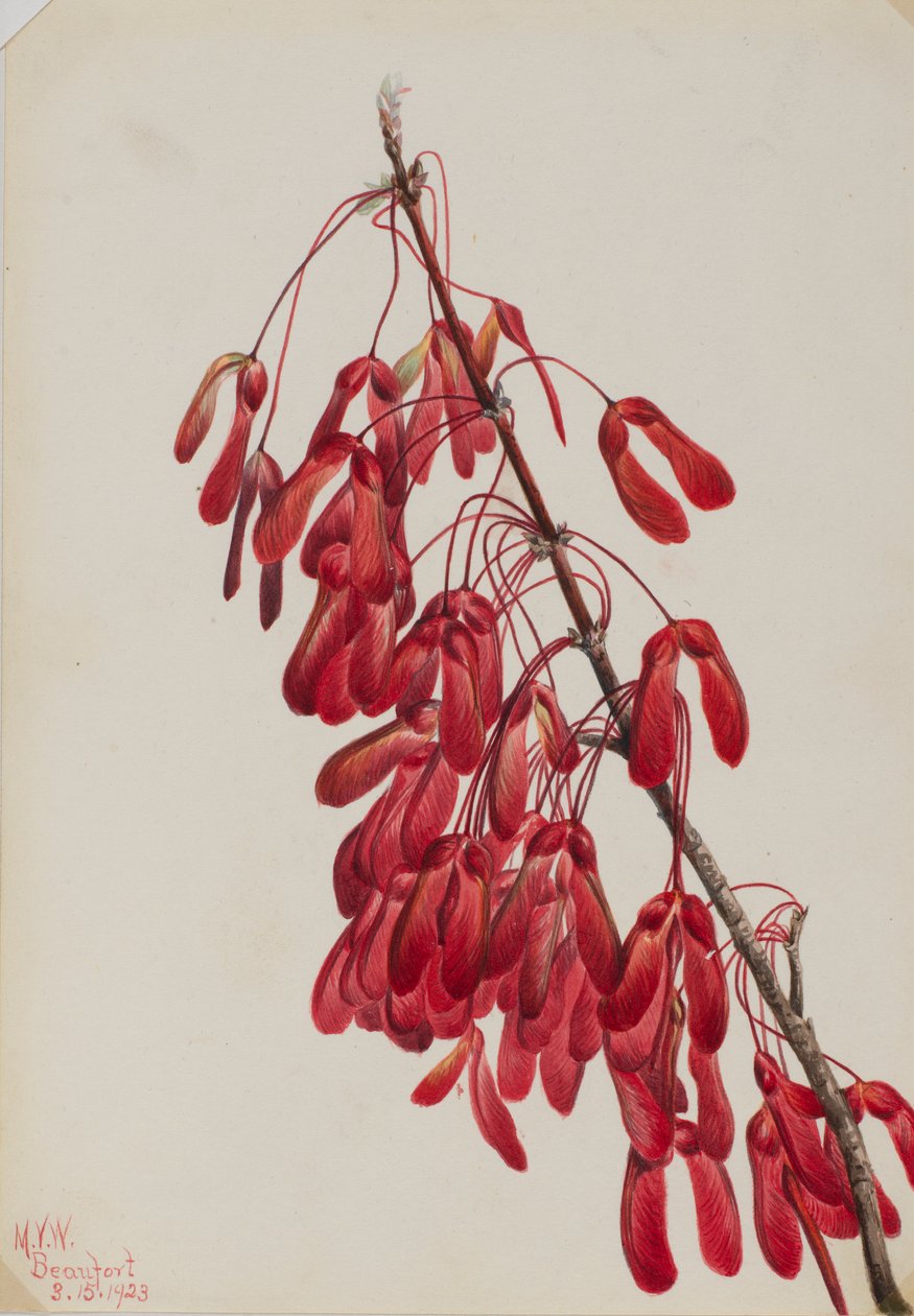 Ácer da Carolina (Acer carolinianum) de Mary Vaux Walcott