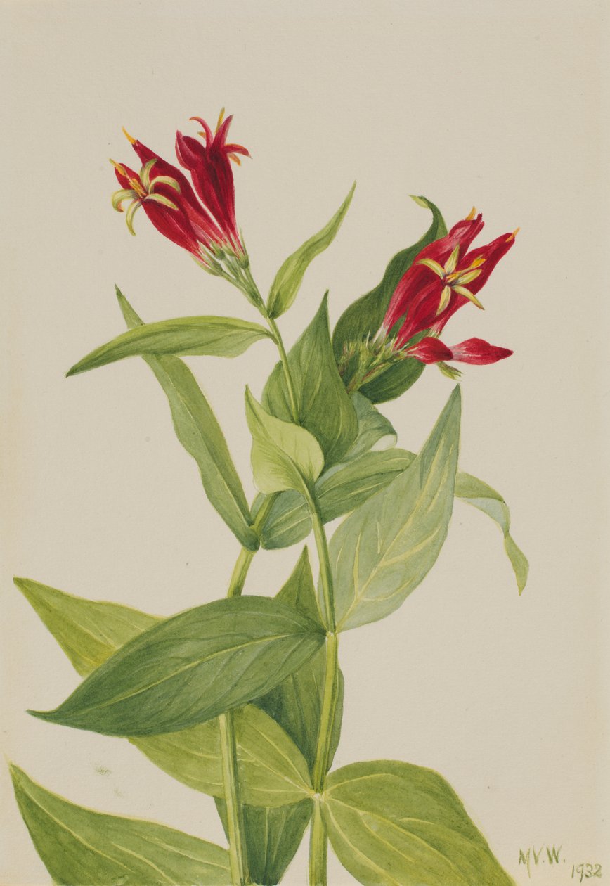 Carolina Pink Spigelia marylandica, 1932. de Mary Vaux Walcott