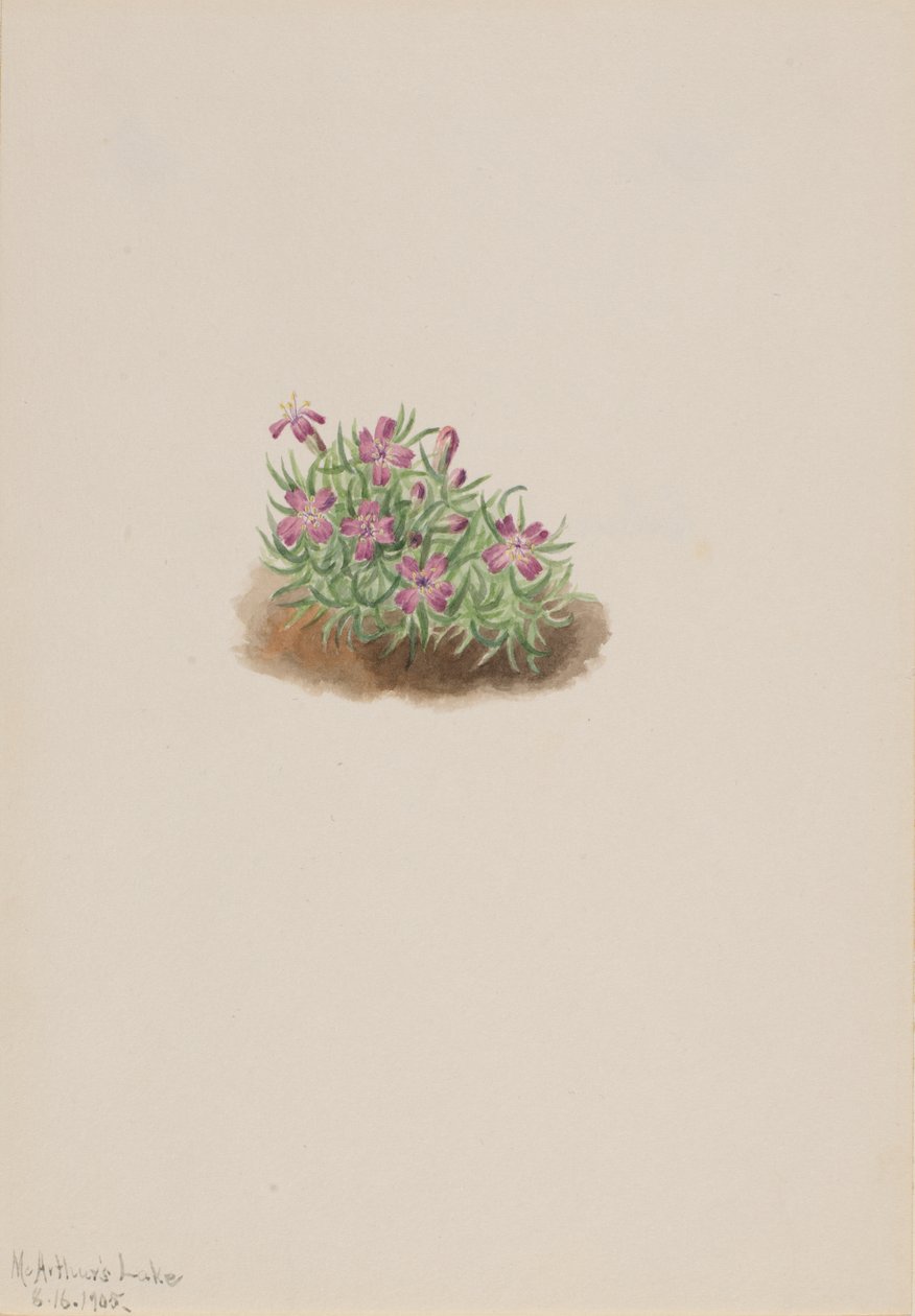 Tapete Rosa Silene acaulis, 1905. de Mary Vaux Walcott