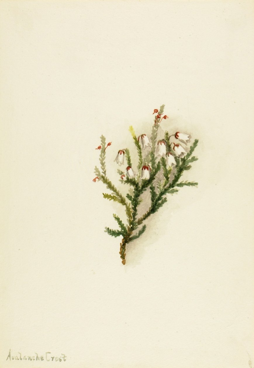 Cassiope (Cassiope mertensiana) de Mary Vaux Walcott
