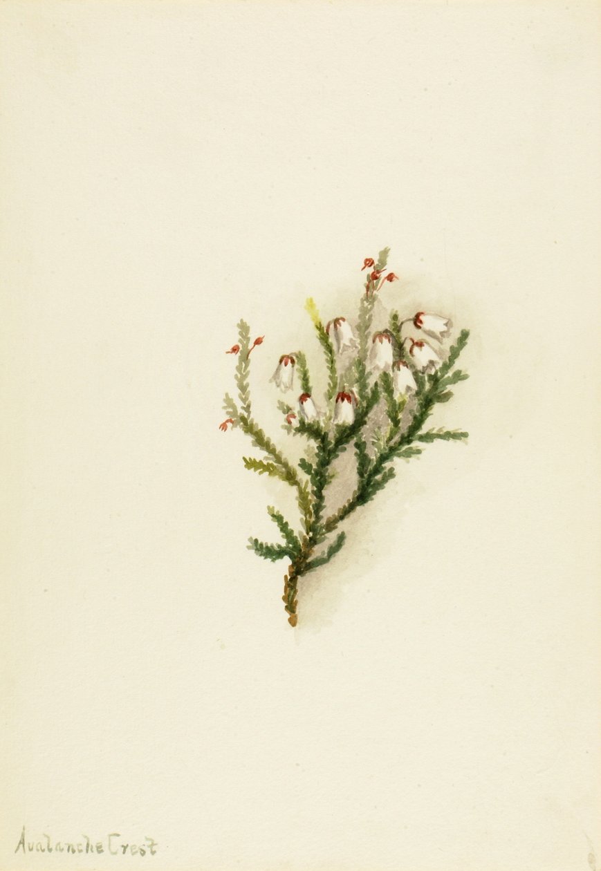 Cassiope Cassiope mertensiana, ca. 1900-1905. de Mary Vaux Walcott