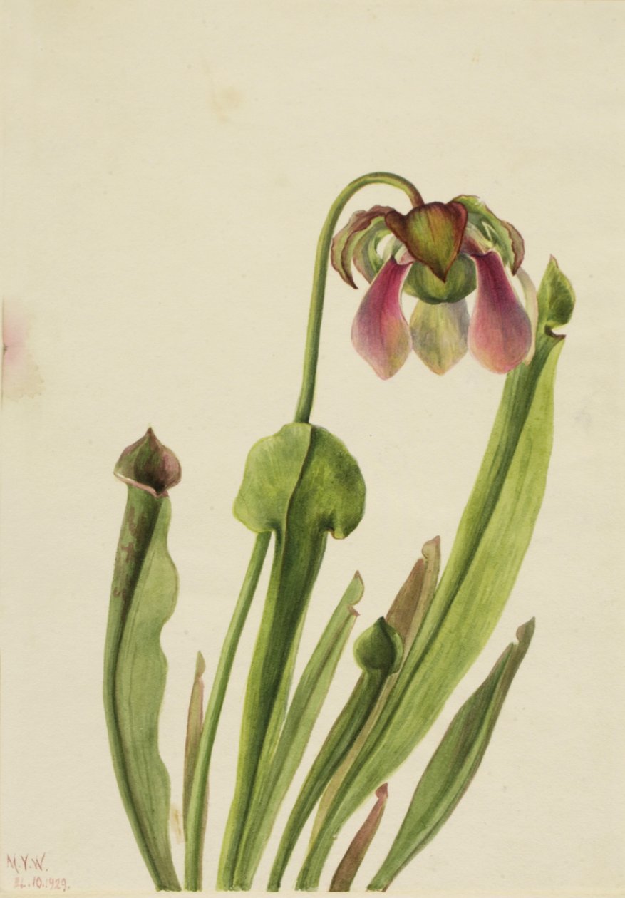 Catesby Pitcherplant Sarracenia catsaei, 1929. de Mary Vaux Walcott