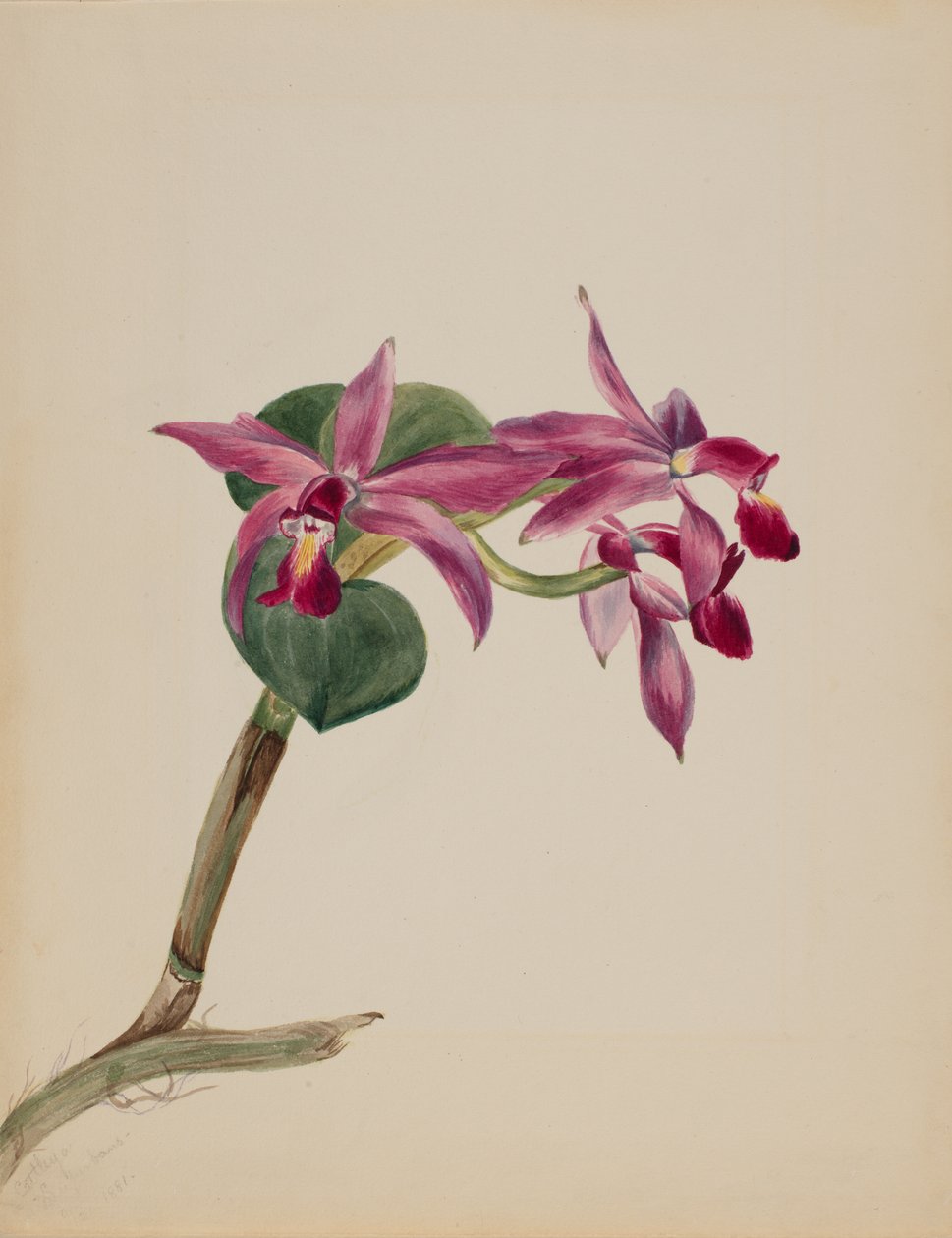 Cattlaya superbus, 1881. de Mary Vaux Walcott