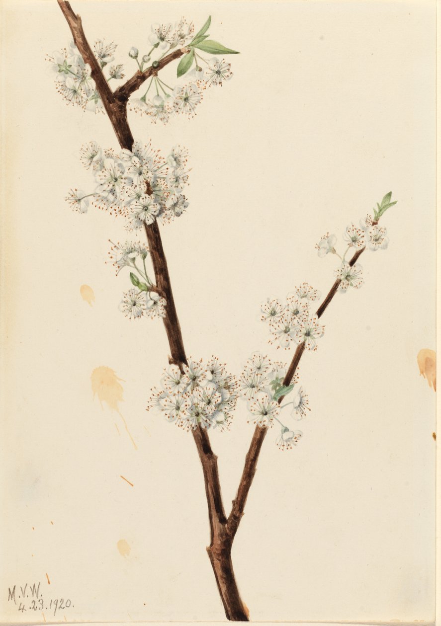 Ameixa de Chickasaw (Prunus angustifolia) de Mary Vaux Walcott