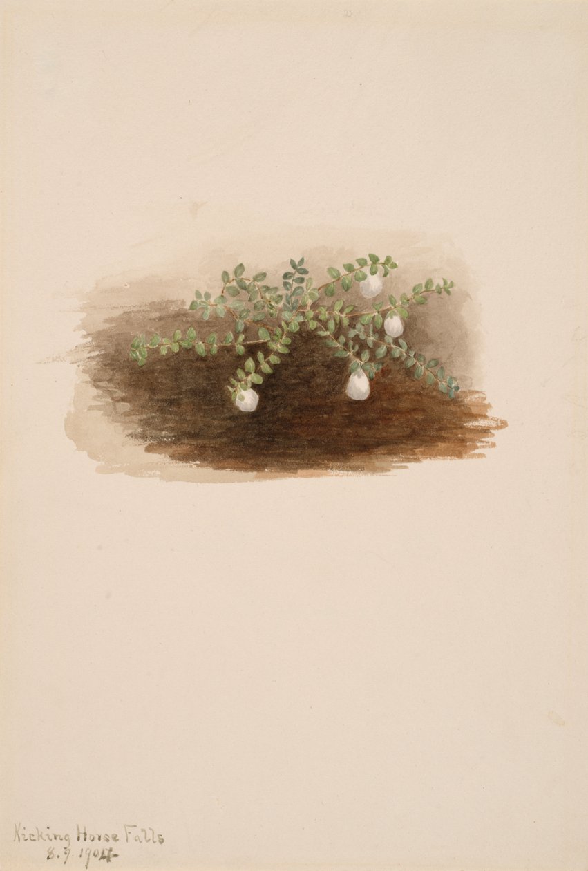 Chiogenes hispidula, 1904. de Mary Vaux Walcott
