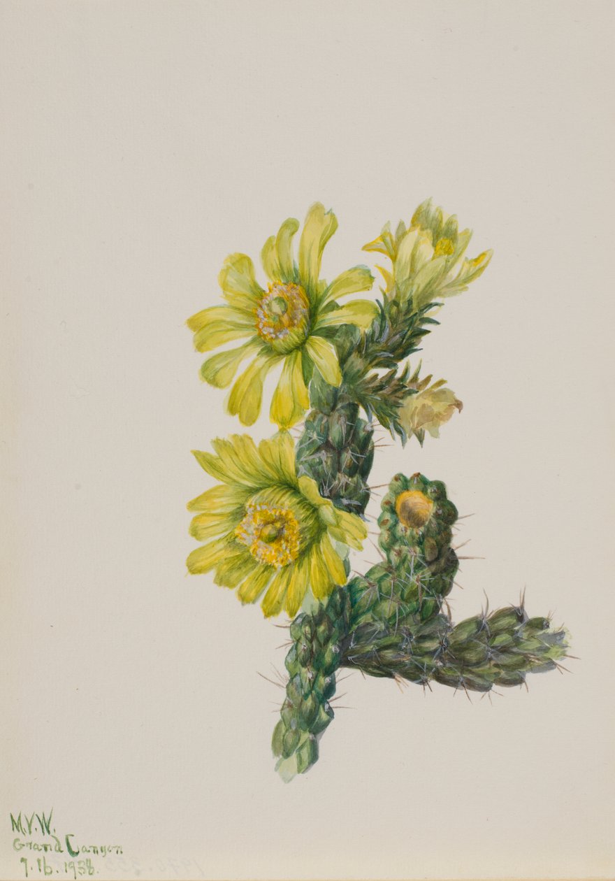 Cholla Opuntia whipplei, 1938. de Mary Vaux Walcott