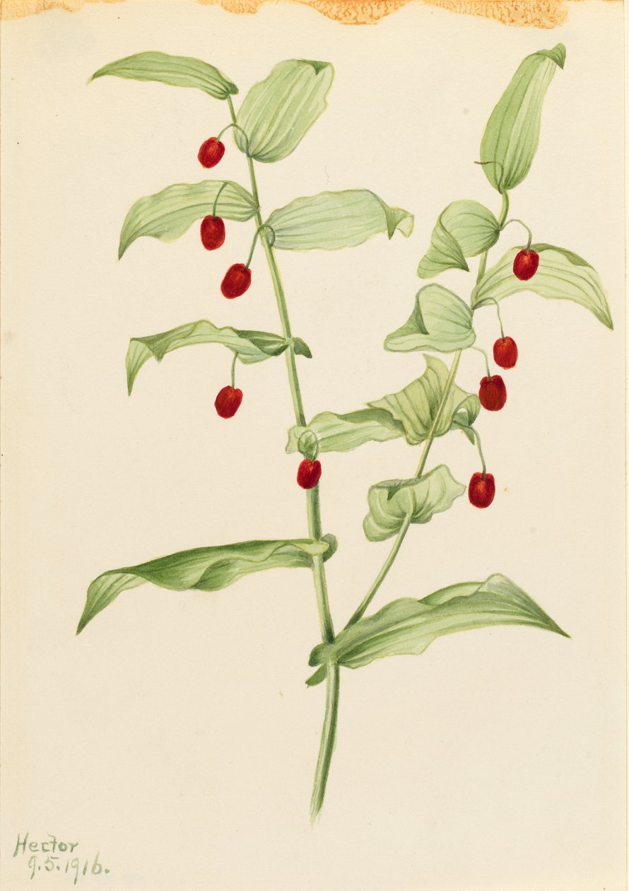 Caule torcido (Streptopus amplexifolius) de Mary Vaux Walcott