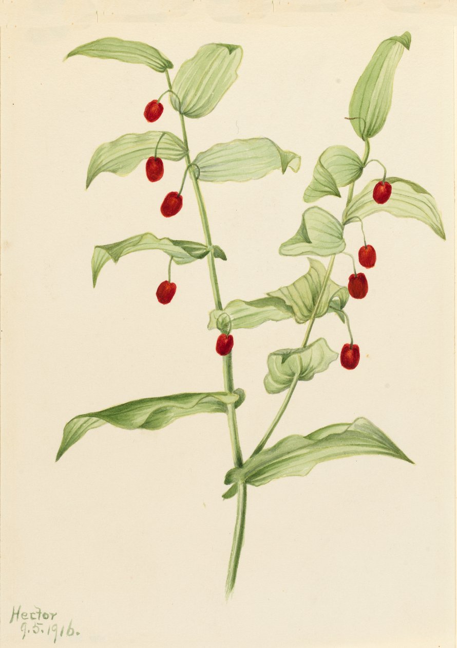 Fecho do Streptopus de talo torcido amplexifolius, 1916. de Mary Vaux Walcott