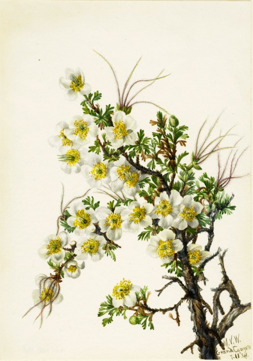 Cliffrose Cowania stanshuriana, 1934. de Mary Vaux Walcott