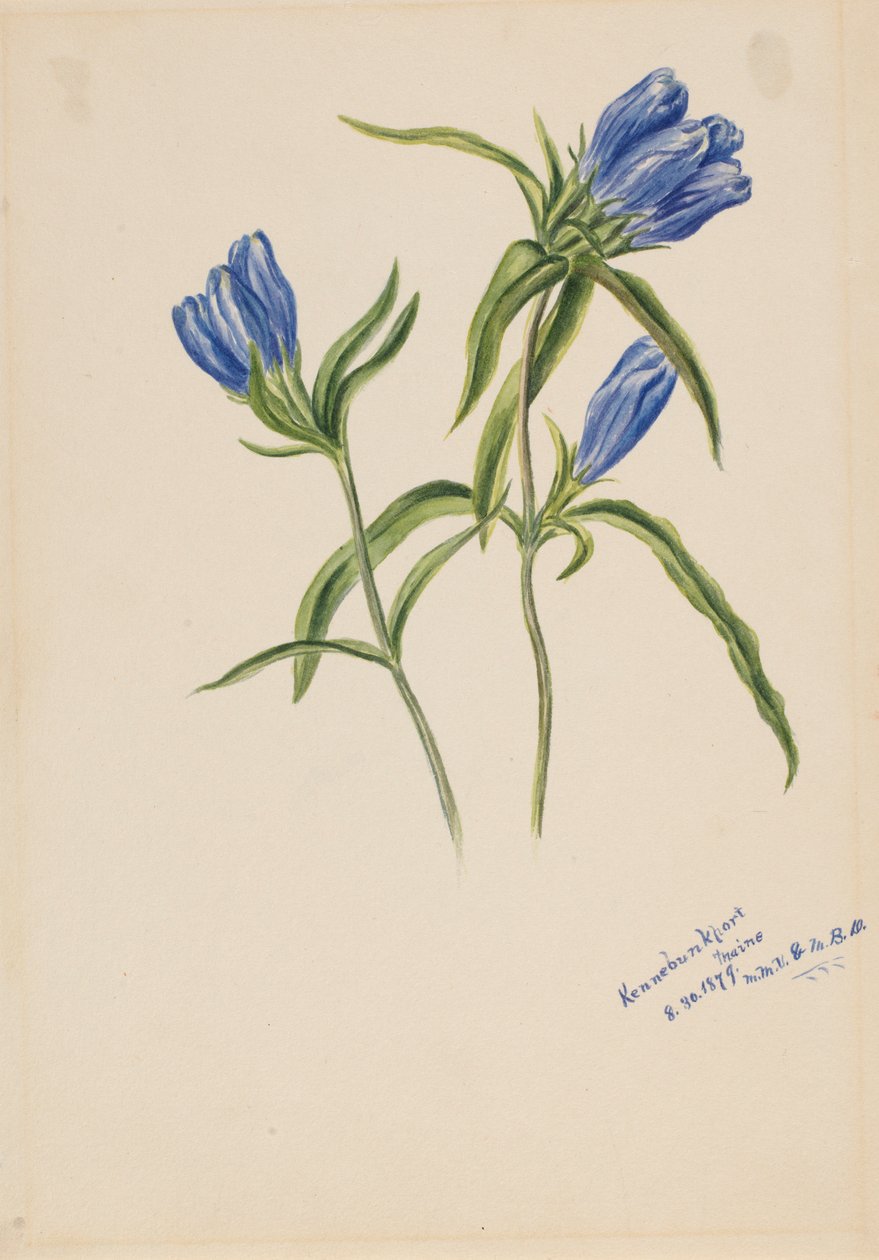 Genciana fechada (Gentiana andrewskii) de Mary Vaux Walcott