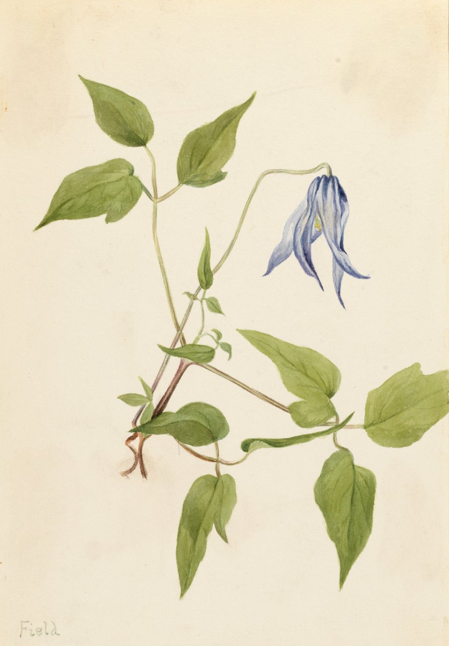 Columbia Clematis Clematis columbiana, ca. 1900-1925. de Mary Vaux Walcott