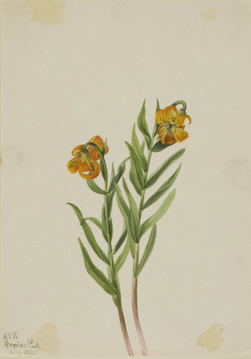 Lírio de Columbia (Lilium columbianum) de Mary Vaux Walcott