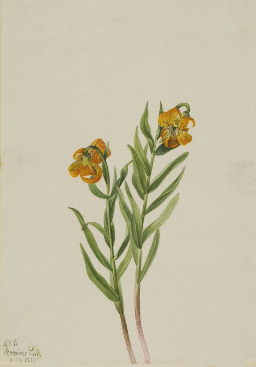 Columbia Lily Lilium columbianum, 1925 de Mary Vaux Walcott