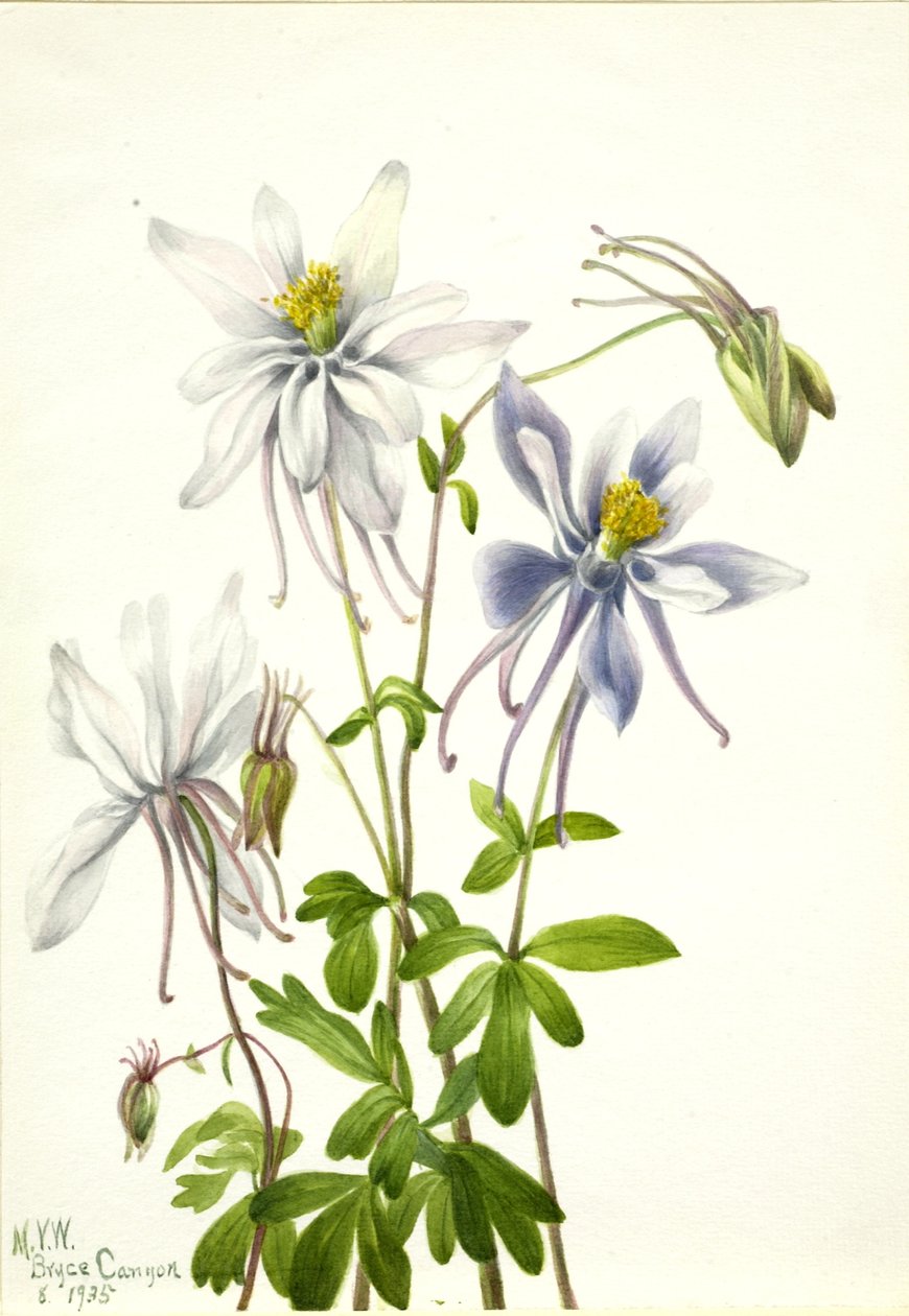 Columbina (Aquilegia ecalcarata) de Mary Vaux Walcott
