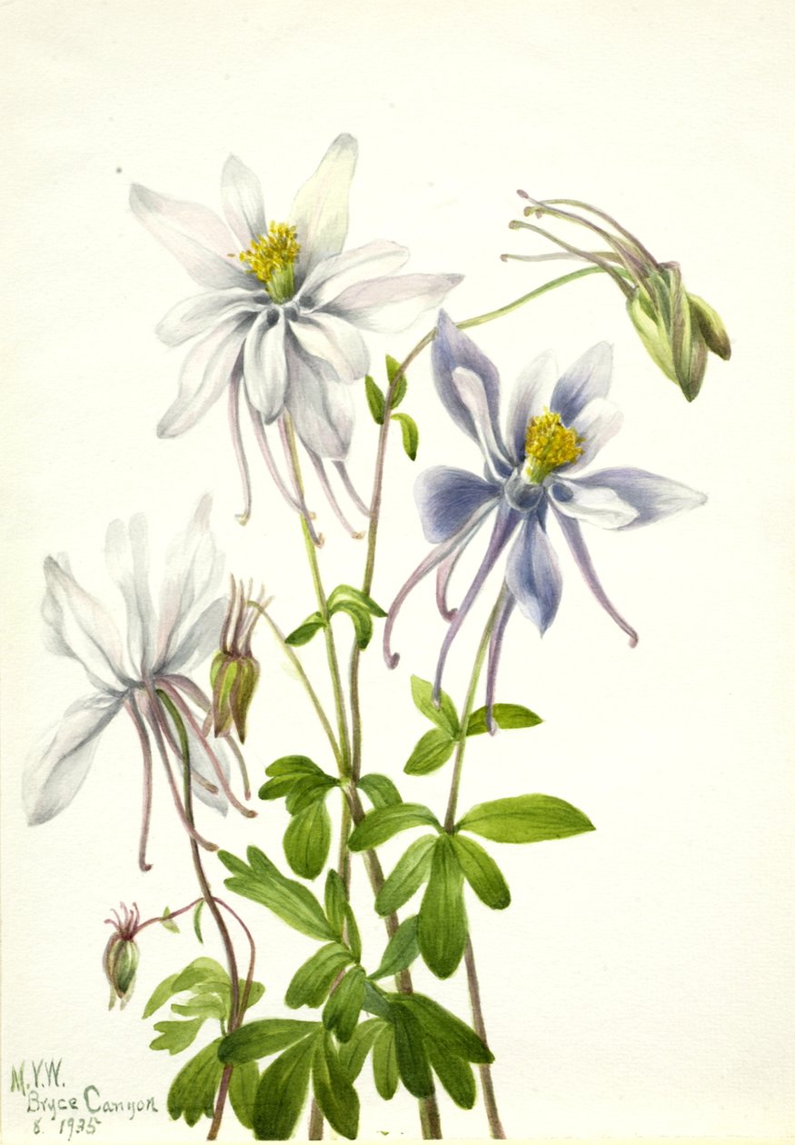 Columbine Aquilegia ecalcarata, 1935. de Mary Vaux Walcott
