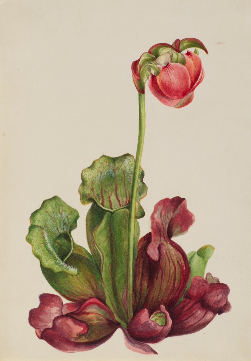 Planta comum de jarro Sarracenia purpurea venosa, 1931. de Mary Vaux Walcott