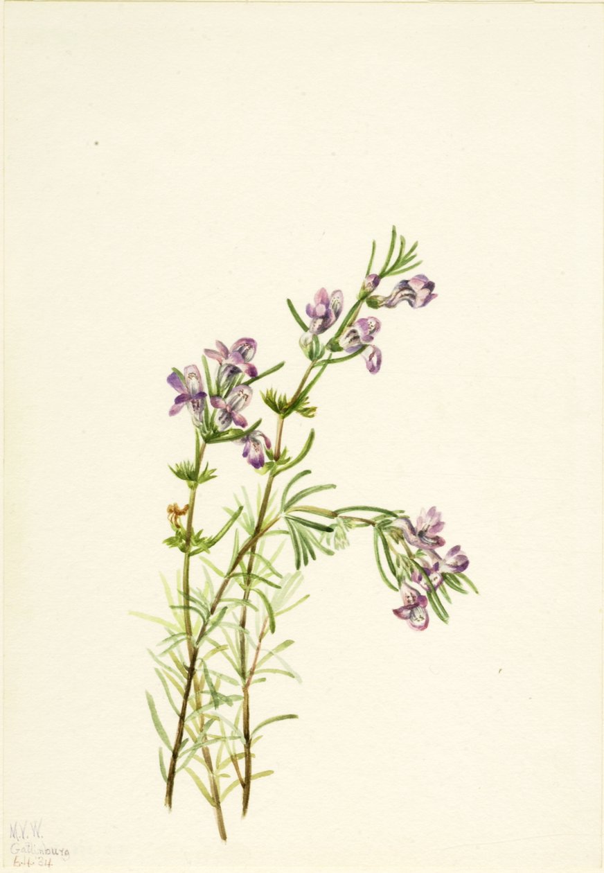 Conradina verticillata, 1934. de Mary Vaux Walcott