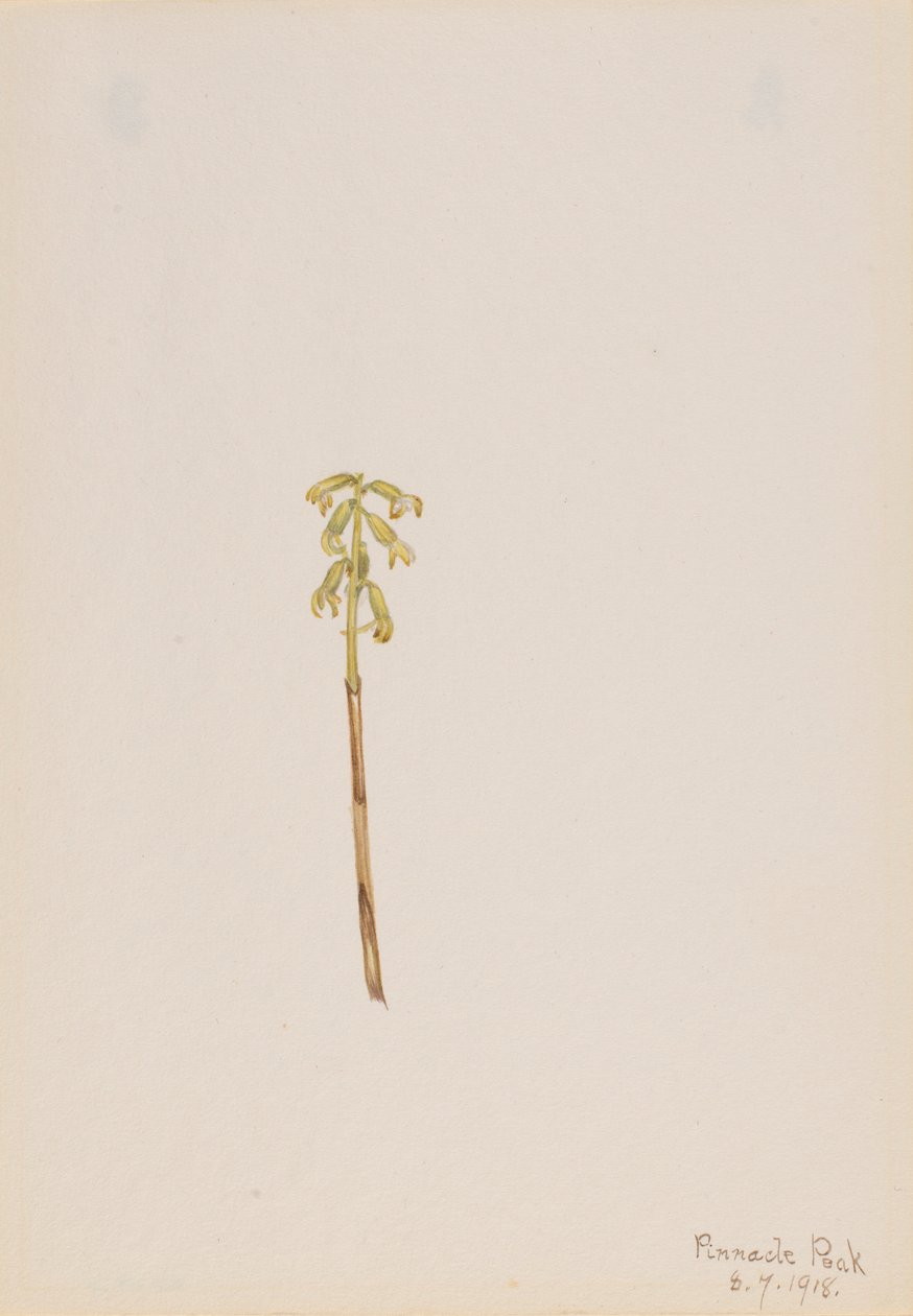 Corathorhiza corallorhiza de Mary Vaux Walcott