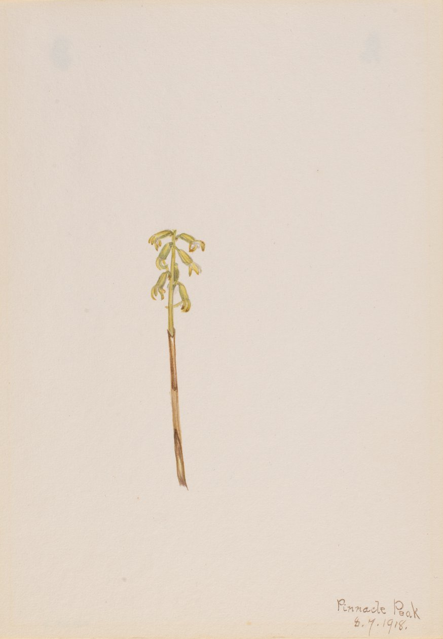 Corathorhiza corallorhiza, 1918. de Mary Vaux Walcott