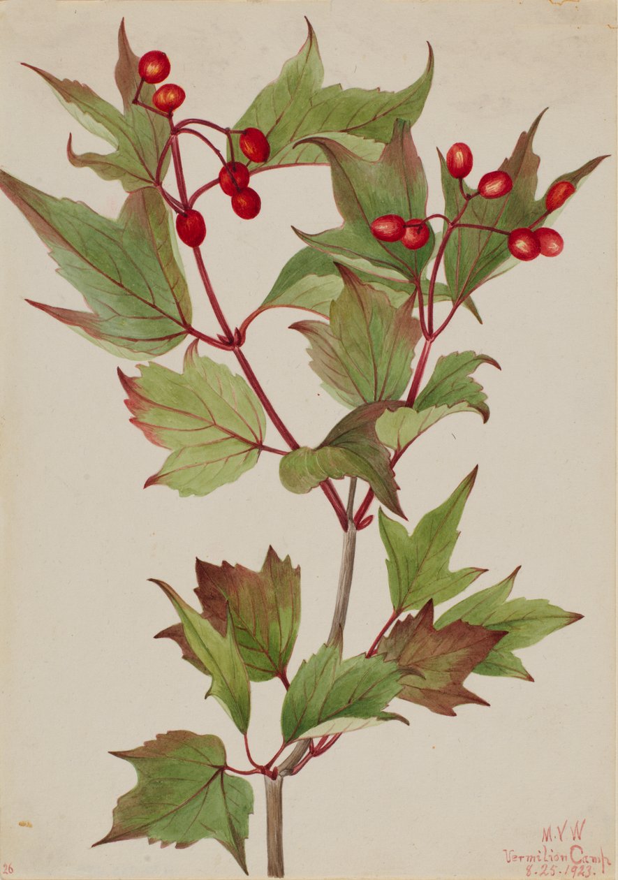Cranberrybush Viburnum pauciflorum, 1923. de Mary Vaux Walcott