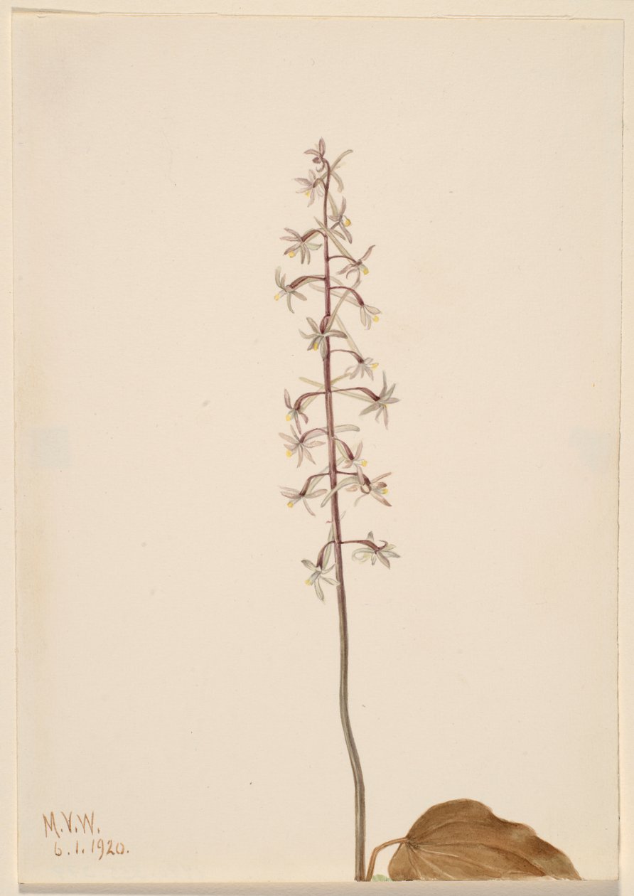 Orquídea de grou (Tipularia uniflora) de Mary Vaux Walcott