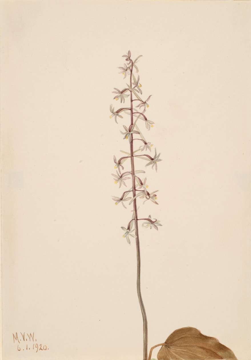 Crane-Fly Orchis Tipularia uniflora, 1920. de Mary Vaux Walcott
