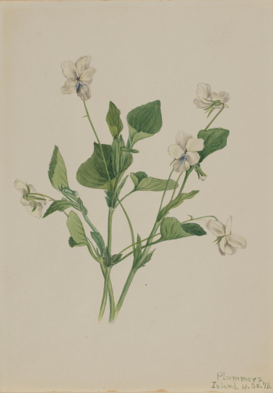Violeta creme (Viola striata) de Mary Vaux Walcott