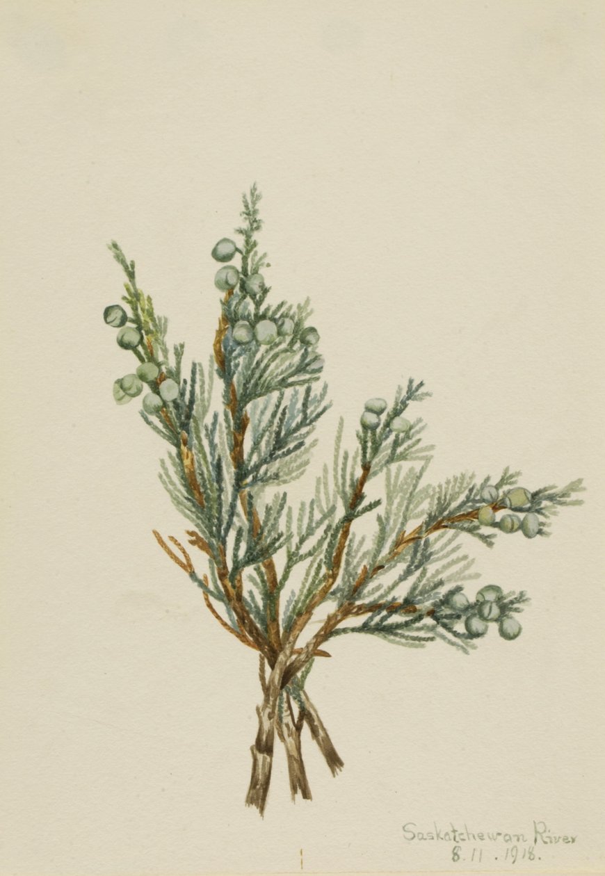 Junípero rasteiro (Juniperus horizontalis) de Mary Vaux Walcott