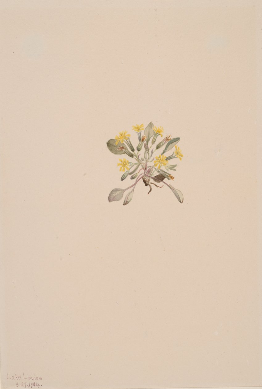 Crepis Elegans, 1904. de Mary Vaux Walcott