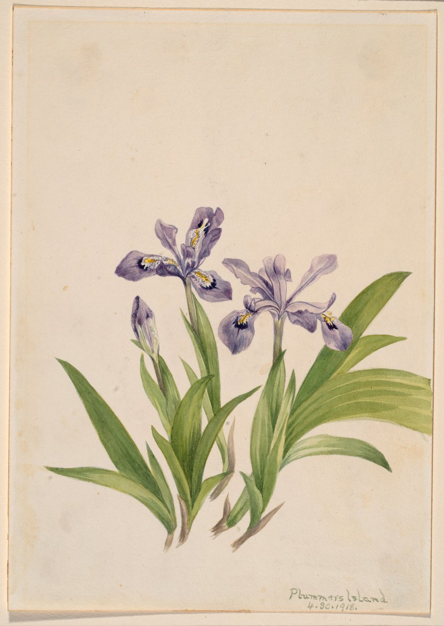 Íris de crista (Iris cristata) de Mary Vaux Walcott