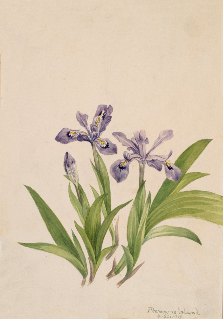 Crested Iris Iris cristata, 1918. de Mary Vaux Walcott