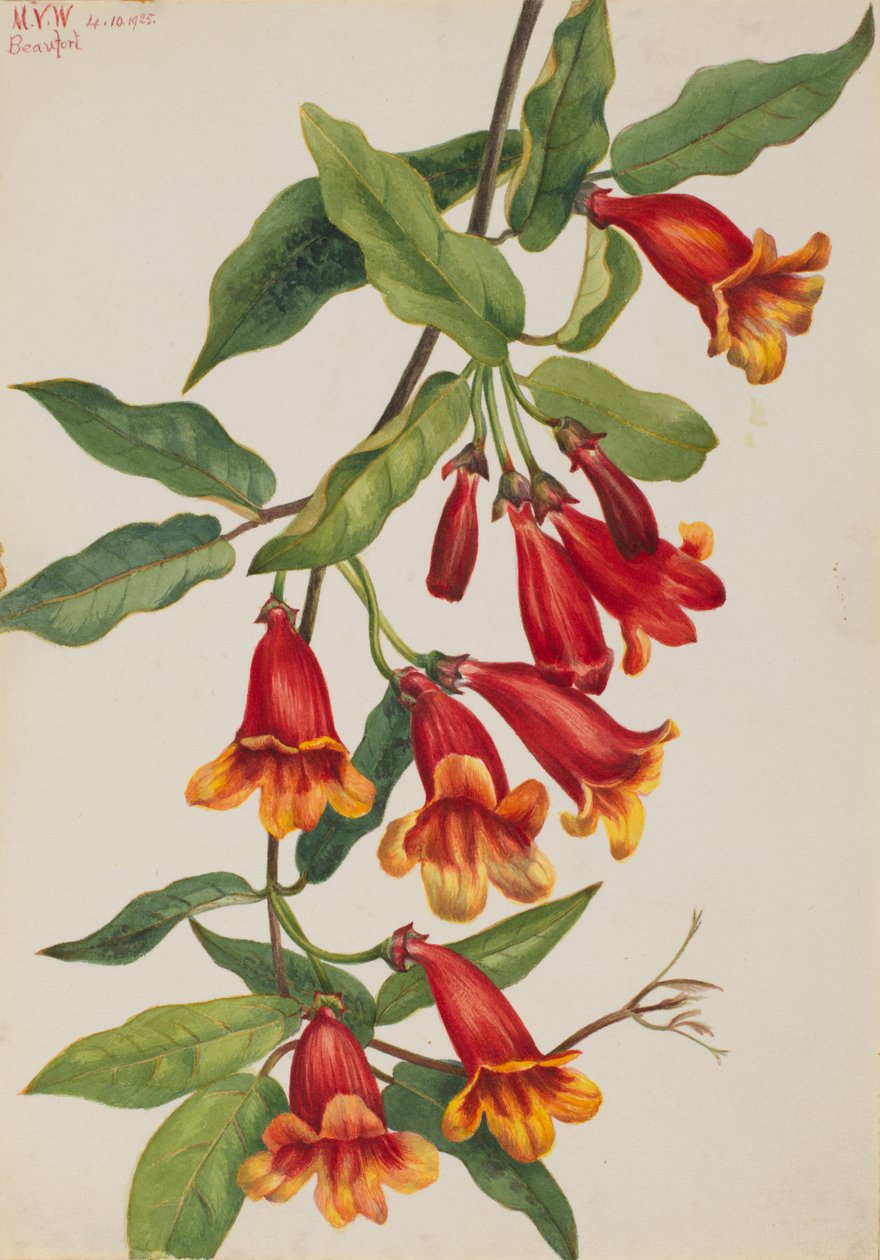 Crossvine Anisostichus capreolatus, 1925. de Mary Vaux Walcott