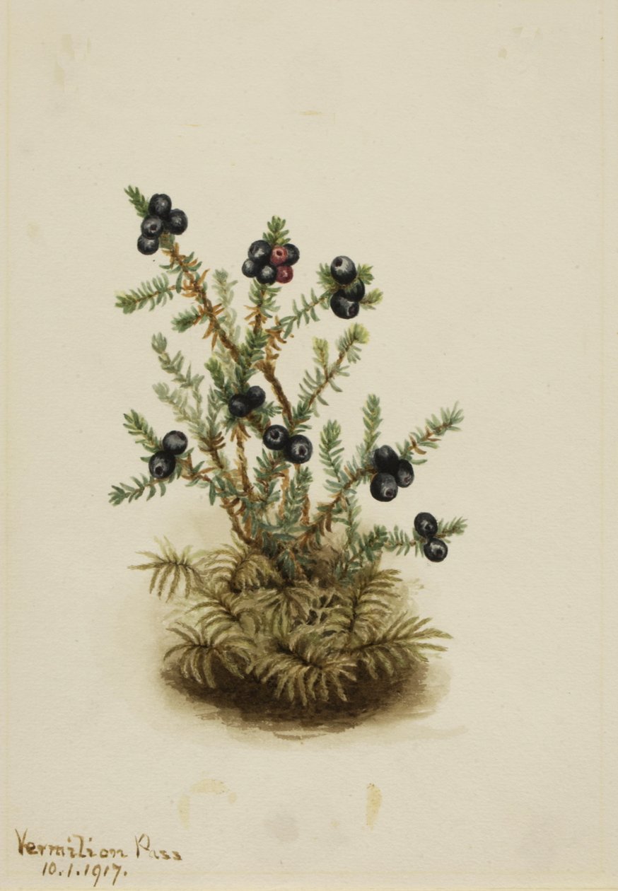 Crowberry Sundew, 1917 de Mary Vaux Walcott