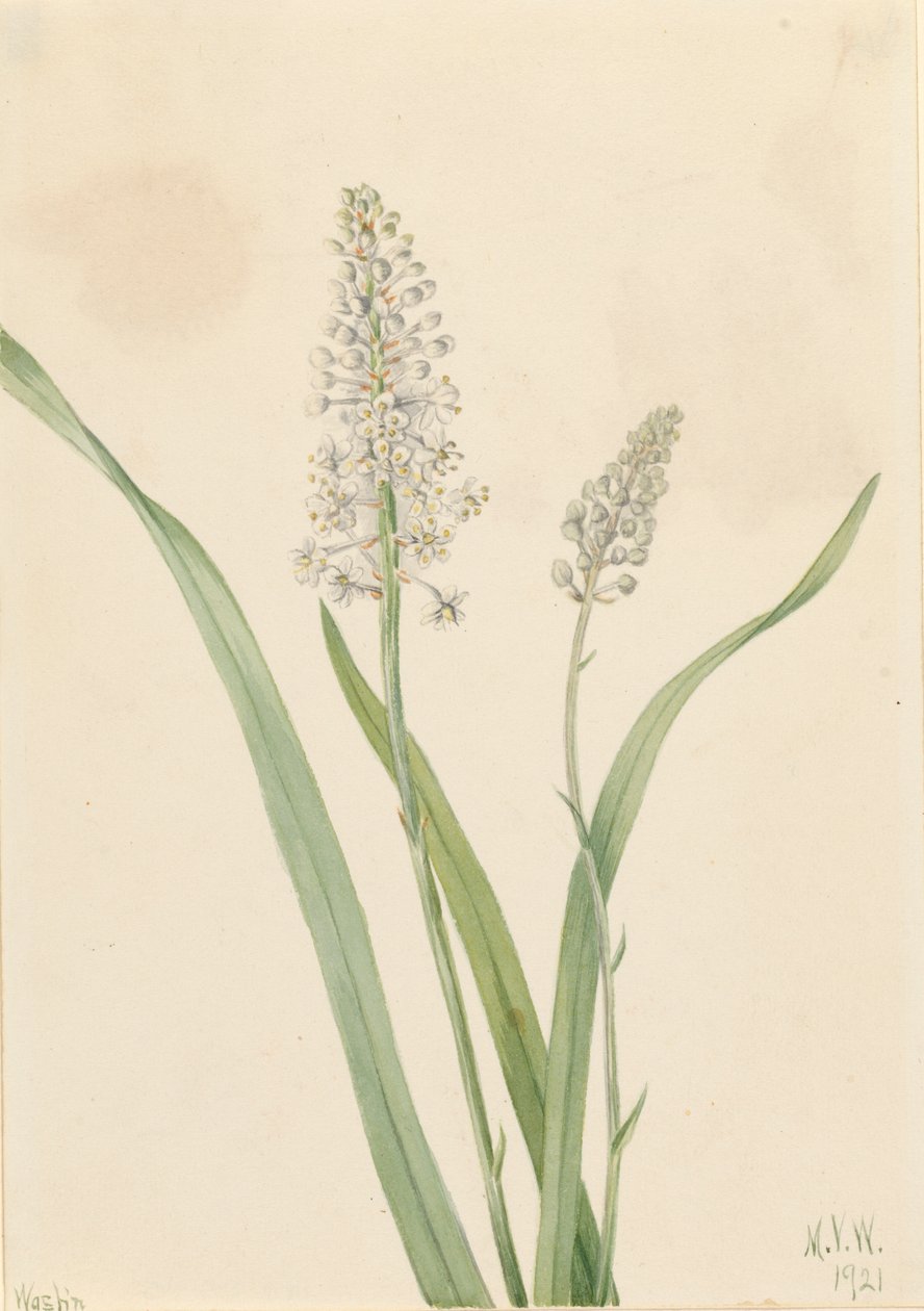 Crowpoison Chrosperma muscaetoxicum, 1921. de Mary Vaux Walcott