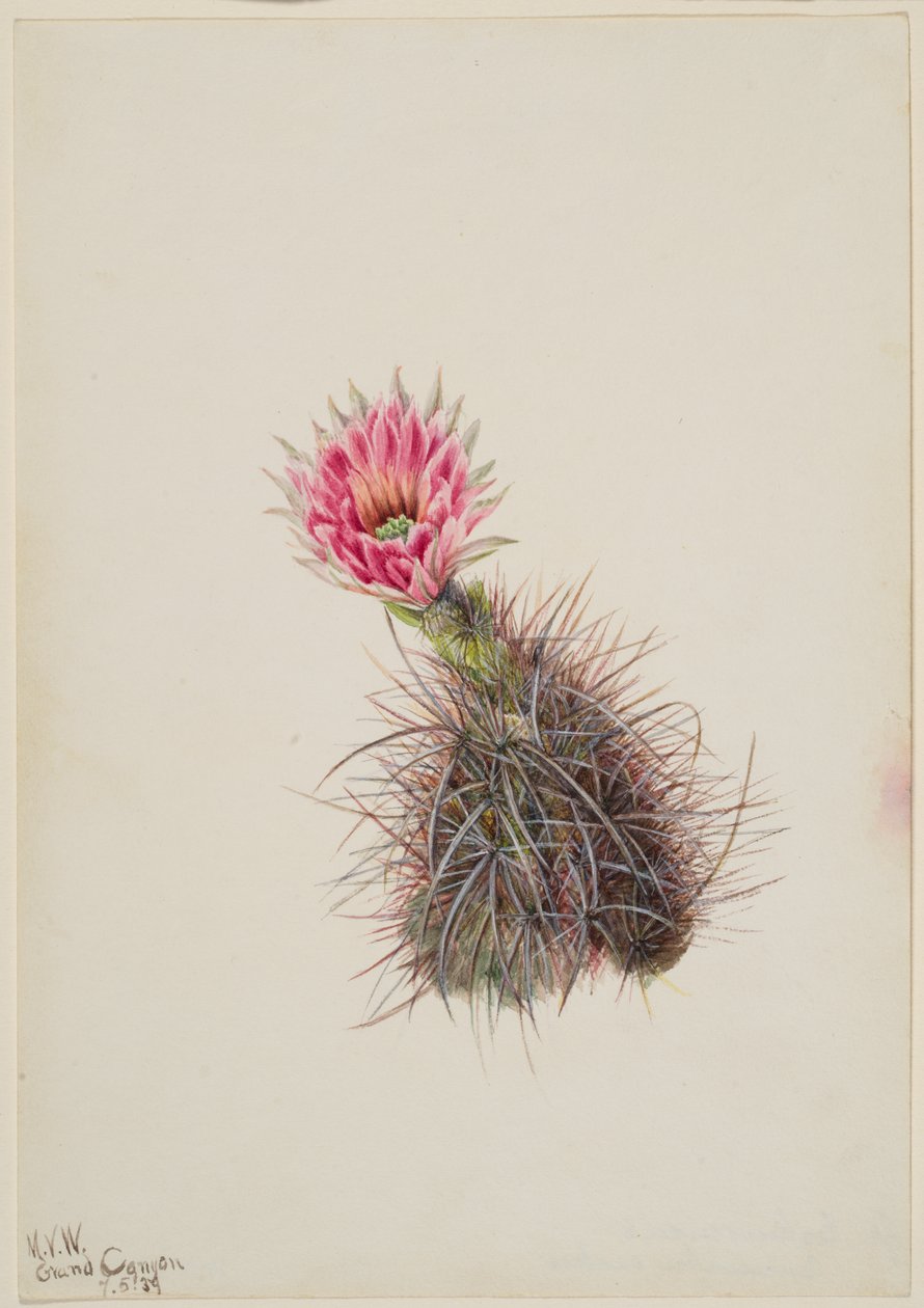 Cacto de Pepino, 1939. de Mary Vaux Walcott