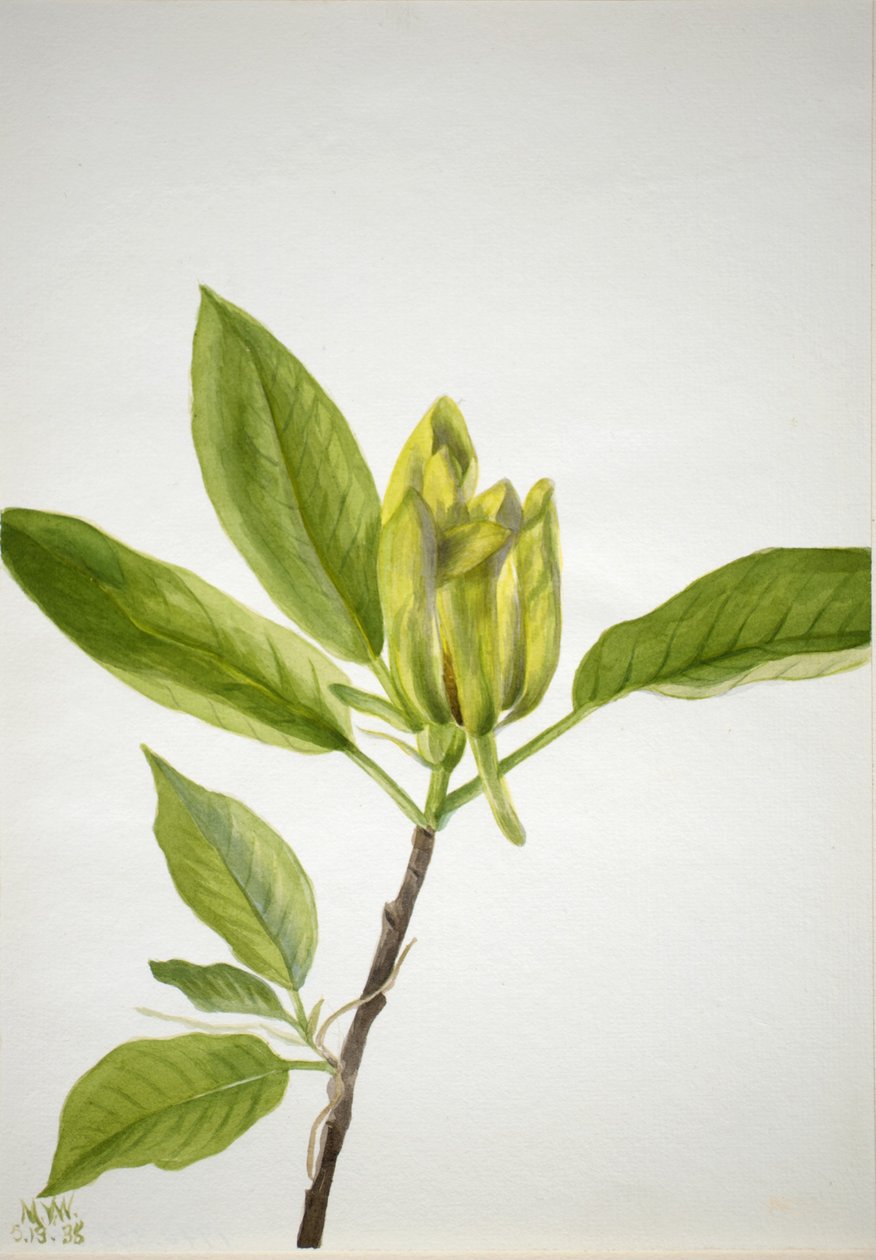 Árvore do pepino (Magnolia scuminata) de Mary Vaux Walcott