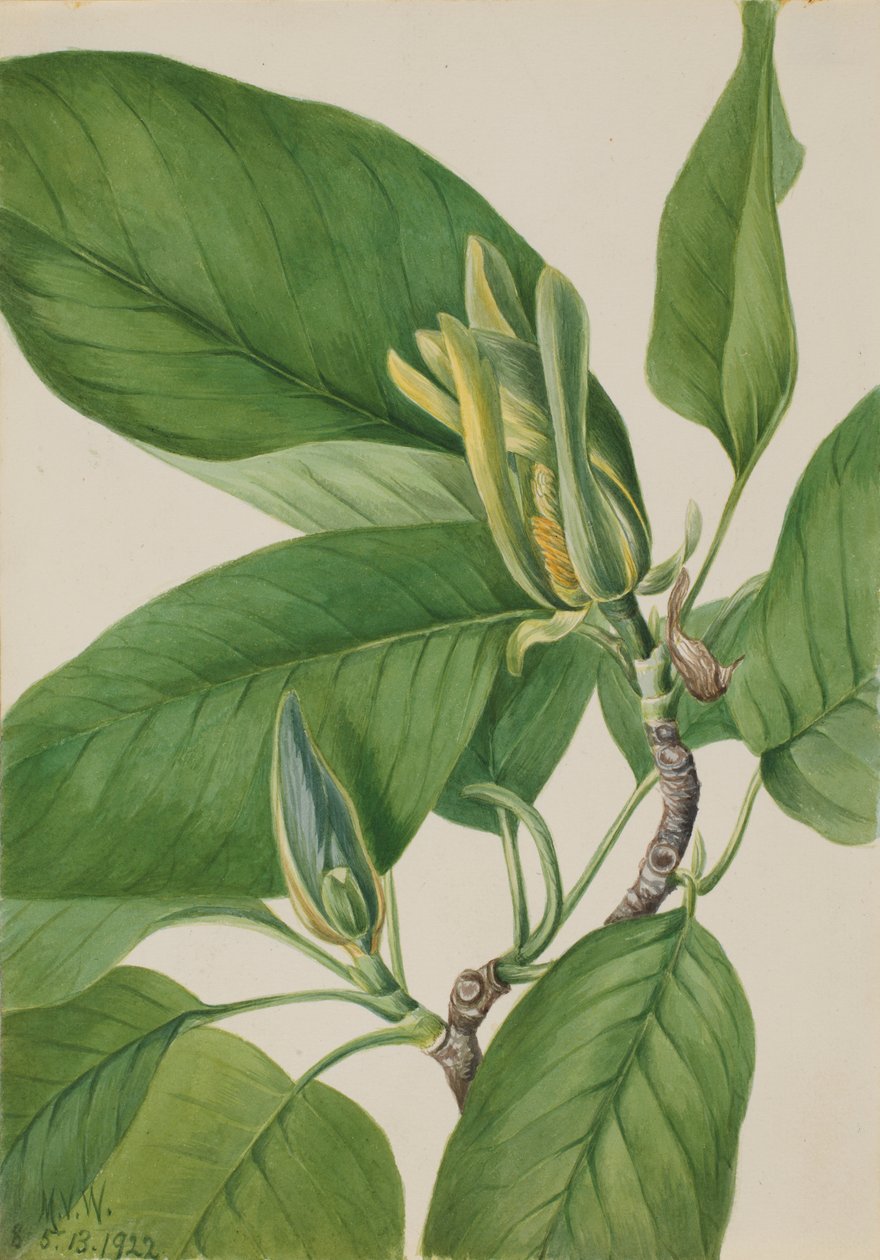 Árvore de pepino (Magnolia acuminata) de Mary Vaux Walcott