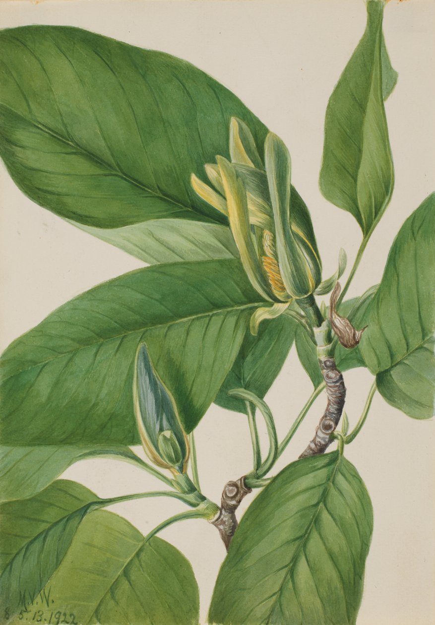 Cucumbertree Magnolia acuminata, 1922. de Mary Vaux Walcott