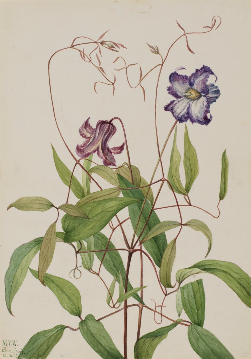 Clematis crespa (Clematis crispa) de Mary Vaux Walcott