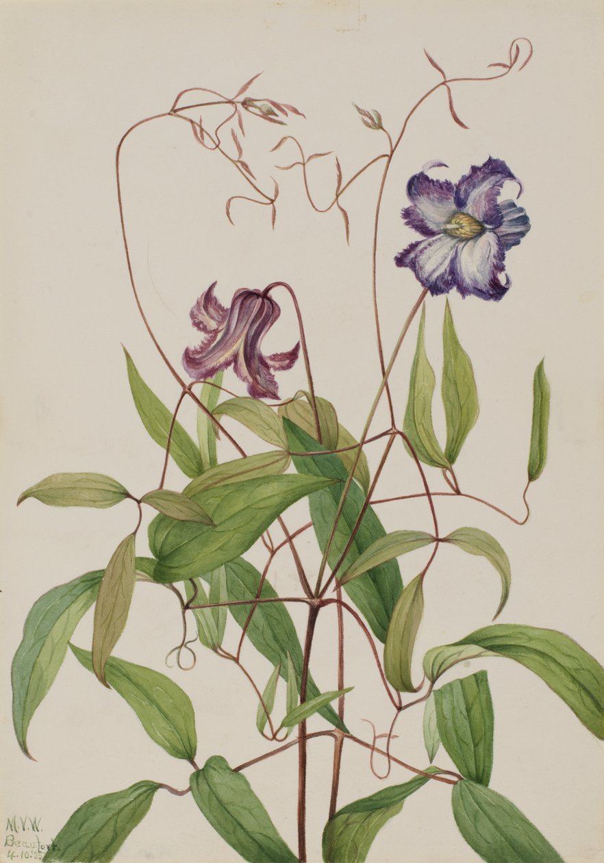 Curly Clematis Clematis crispa, 1925. de Mary Vaux Walcott
