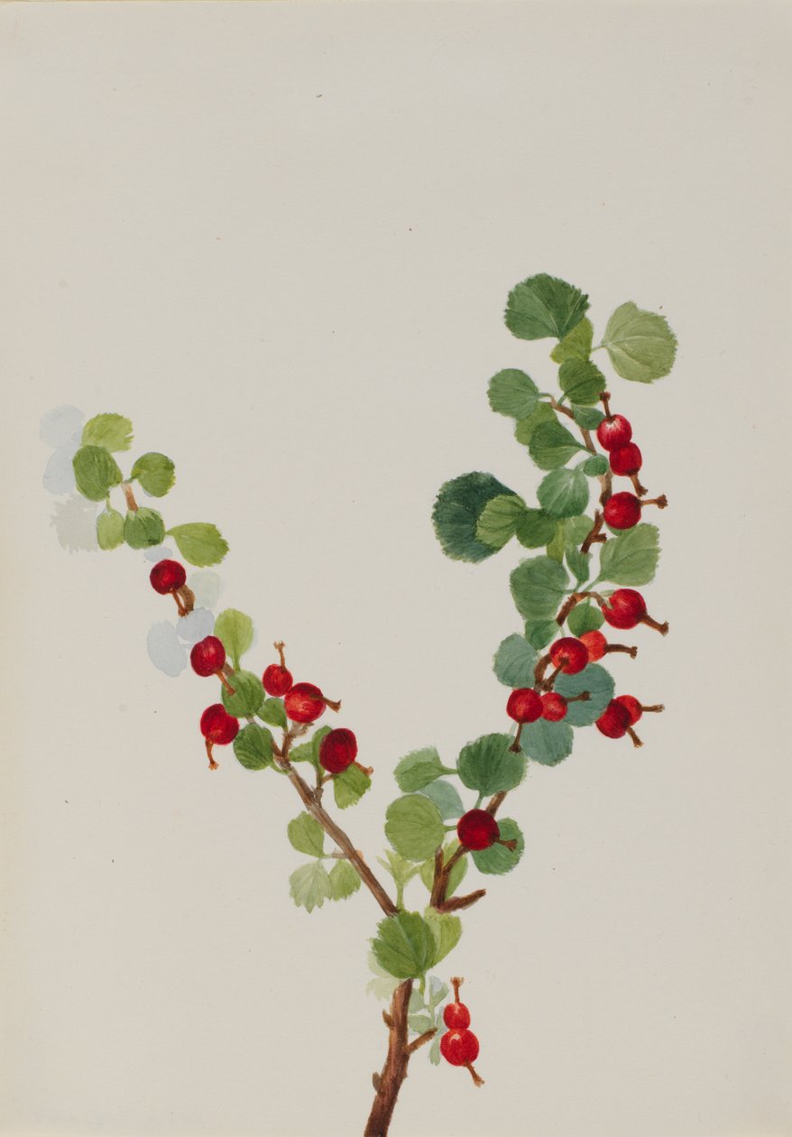 Espécies de costelas de groselha inacabadas, n.d. de Mary Vaux Walcott