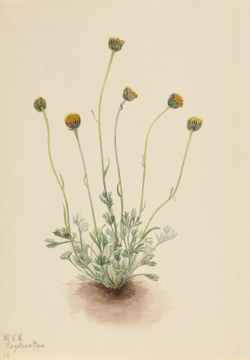 Cut Leaf Fleabane Erigeron nu, 1921 de Mary Vaux Walcott
